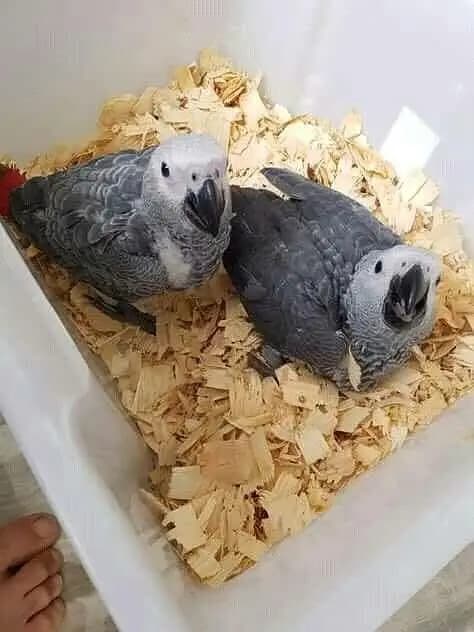 African grey parrot only WhatsApp 03094988831