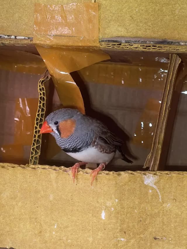 Breeder finches pairs in Muzaffargarh