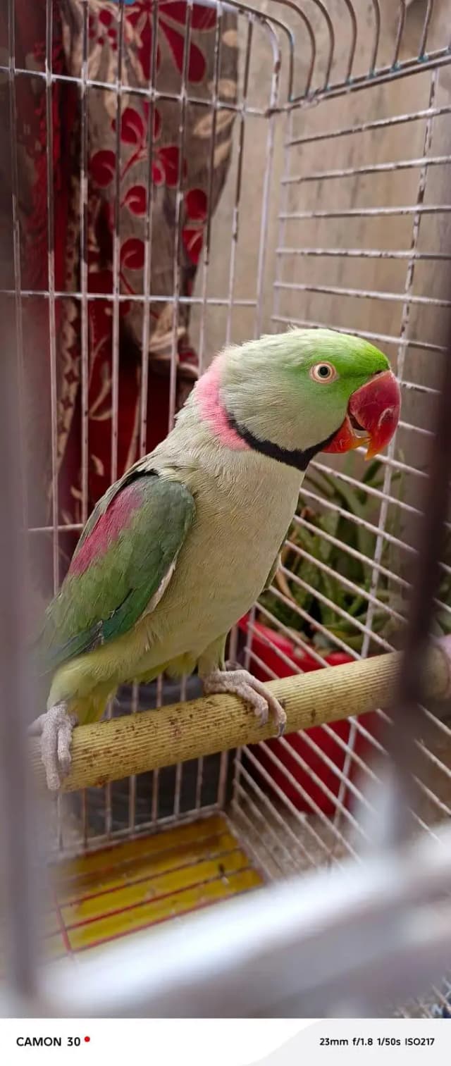 Kashmiri Raw Parrot