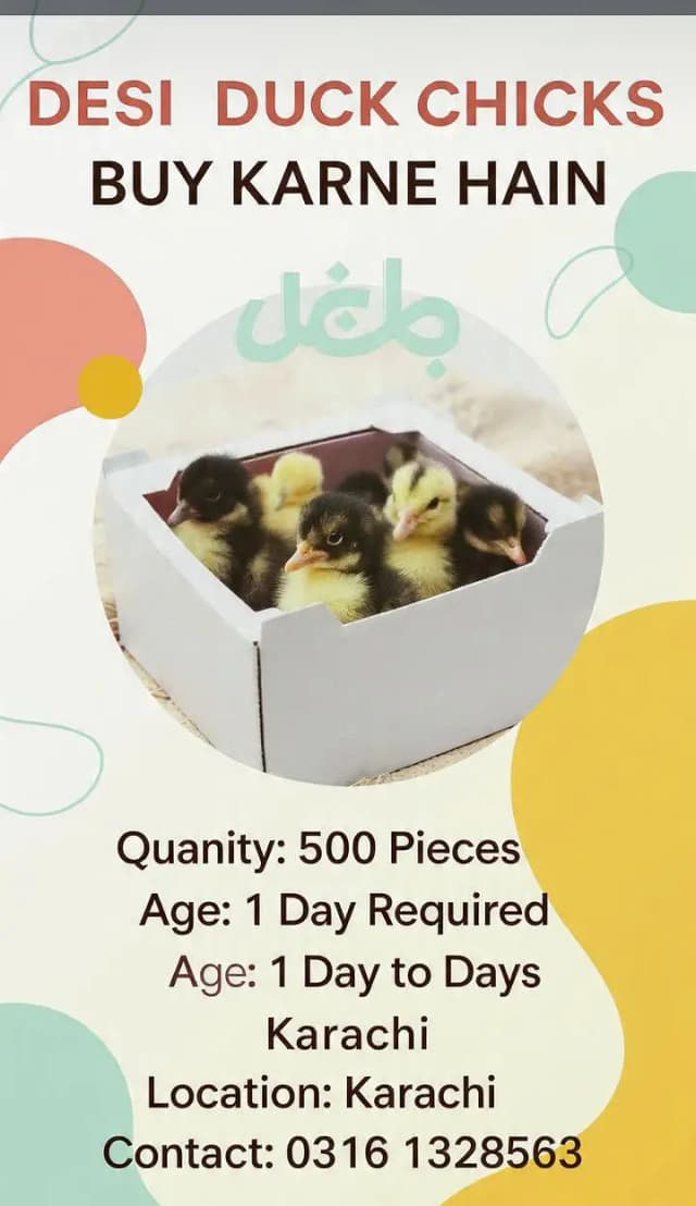 Desi ducks chicks required