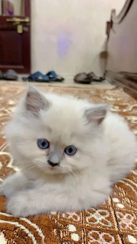 PERSIAN HIGH QUALITY KITTENS