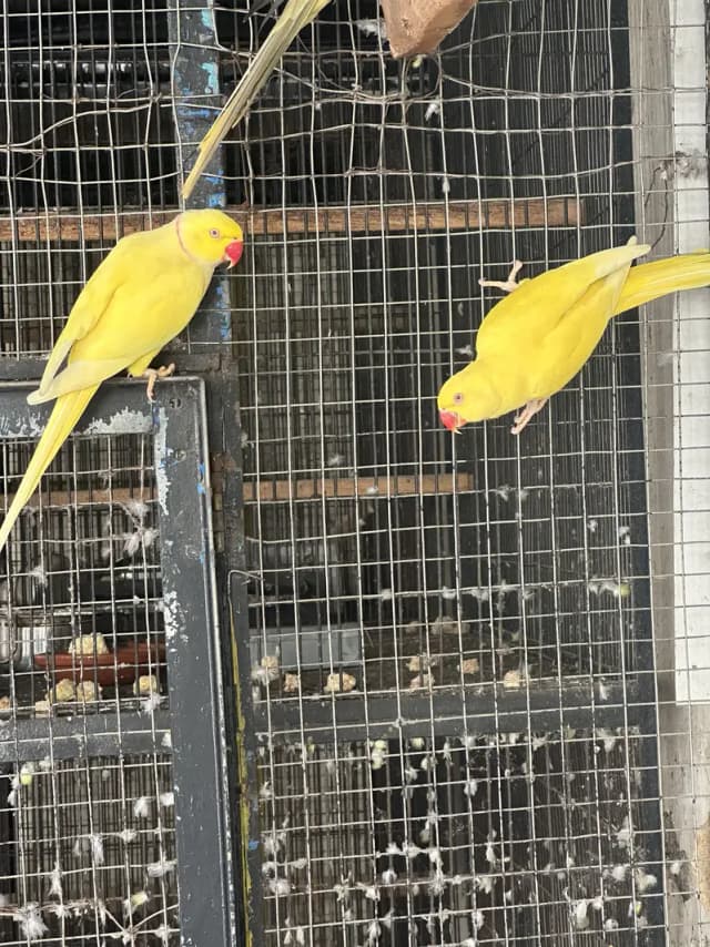 Yellow Ring neck Breeder pair for sale