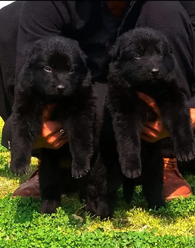 black German Shepherd pair | long coat puppy | German Shepherd puppy