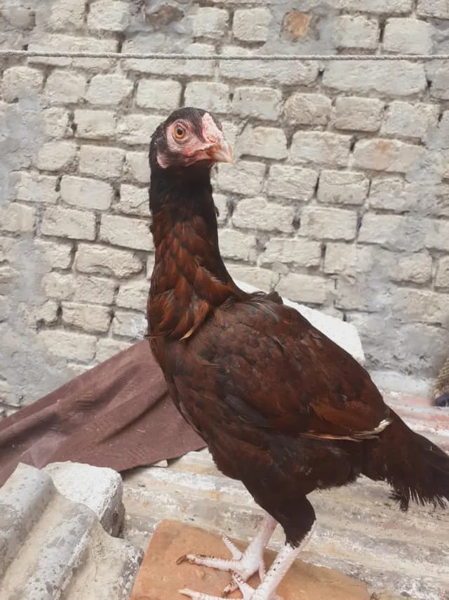 aseel mianwali