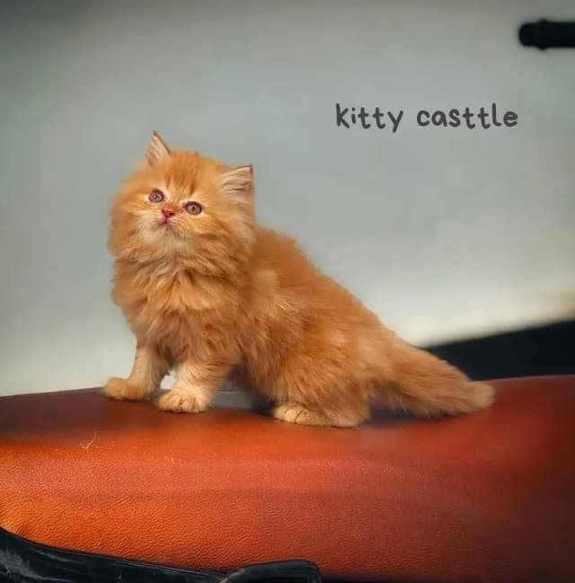 persian kittens|triple Coated|Punch Face kittens_cute|fluffy_quality