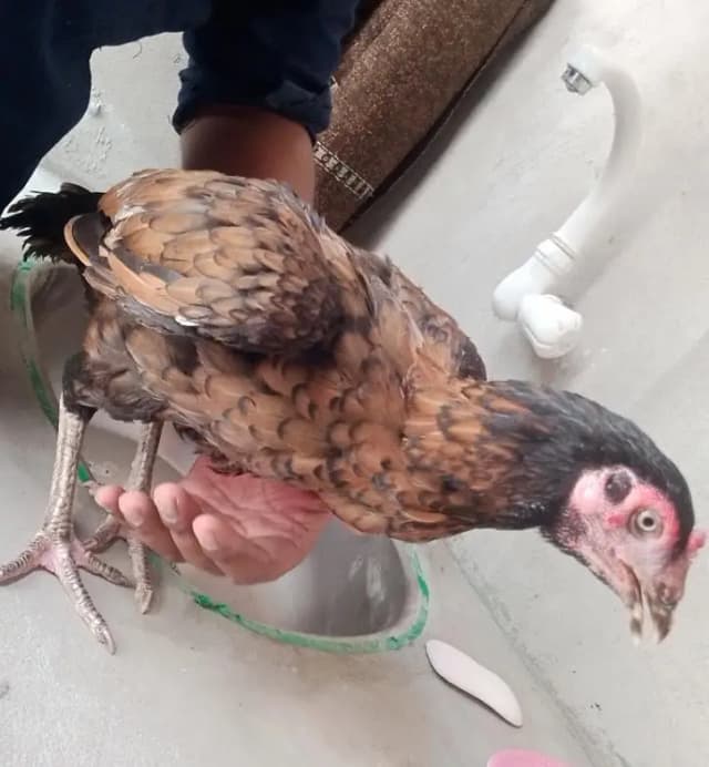 2 aseel murgee ha 1 shajree or aseel murgee