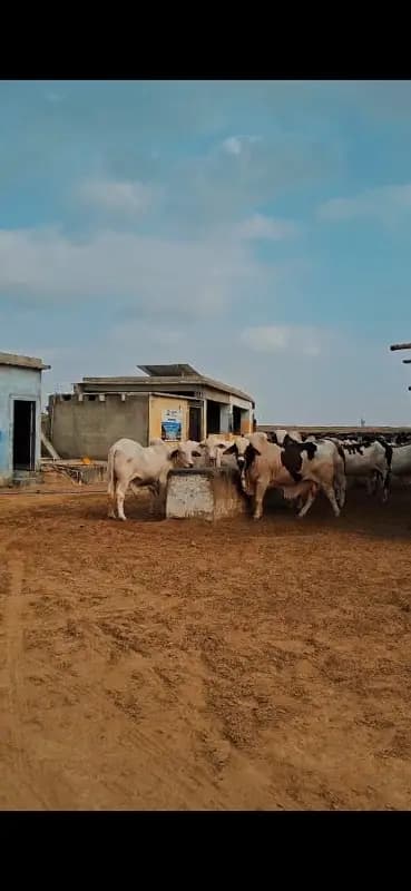 Apna Cattle Farm Sirf 12 Lakh Mein!