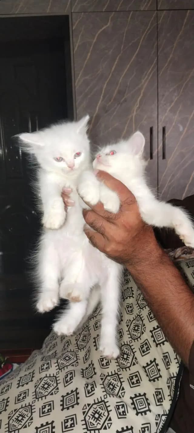 وائٹ کلر ہے ماشاءاللہ