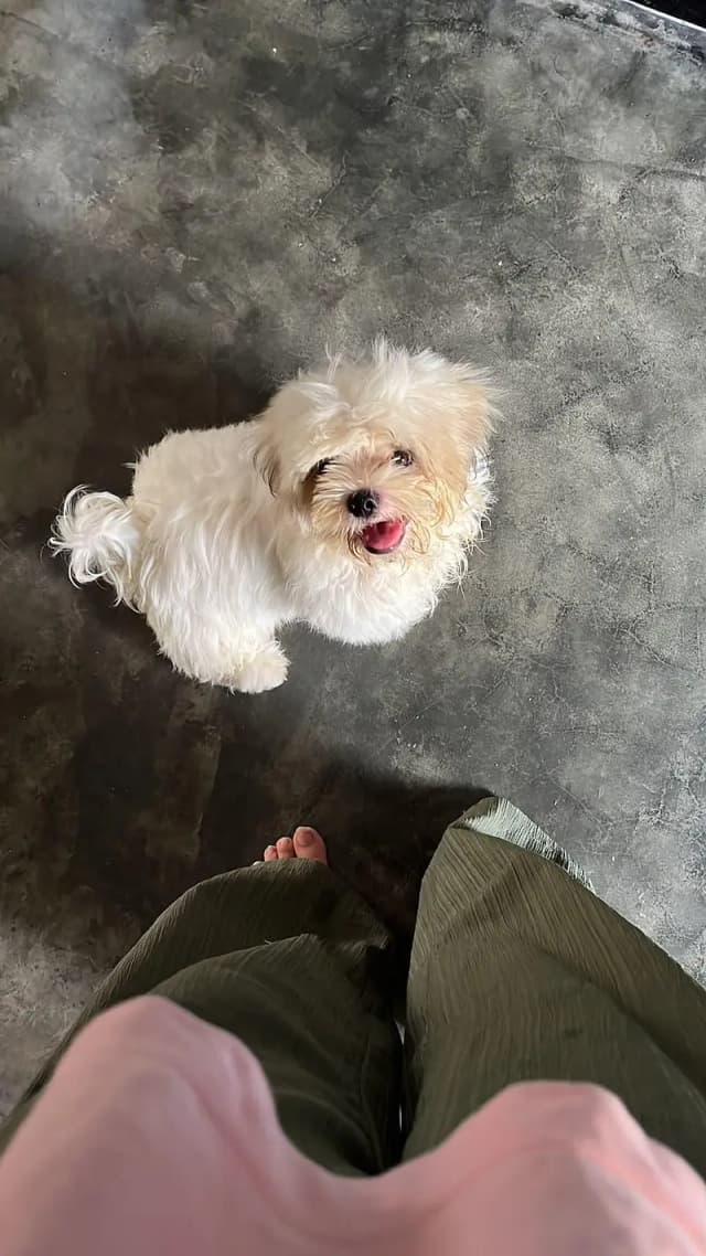 Shitzu Male for sale |