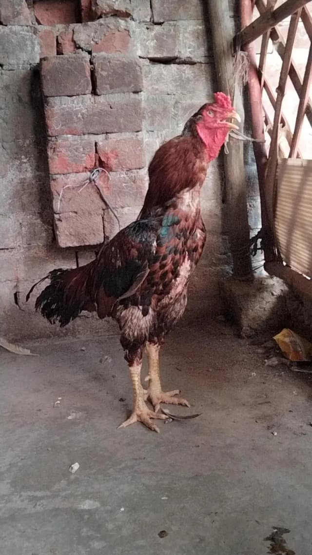 Pure Aseel Pathi Murgi