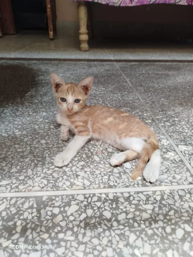kitten available for adoption