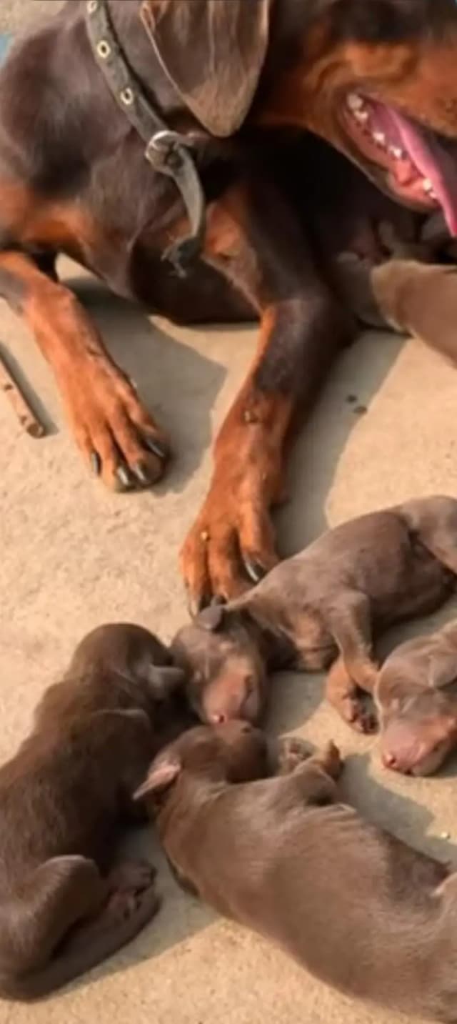 doberman German breed dog baby