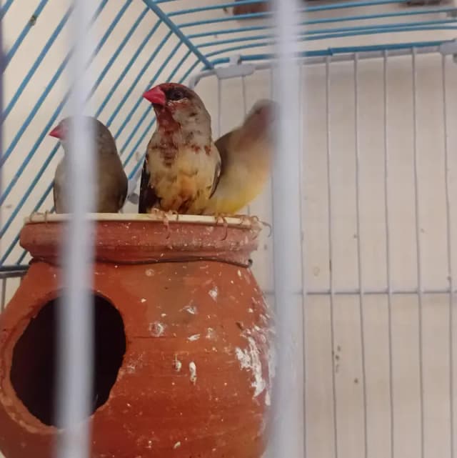 Finches