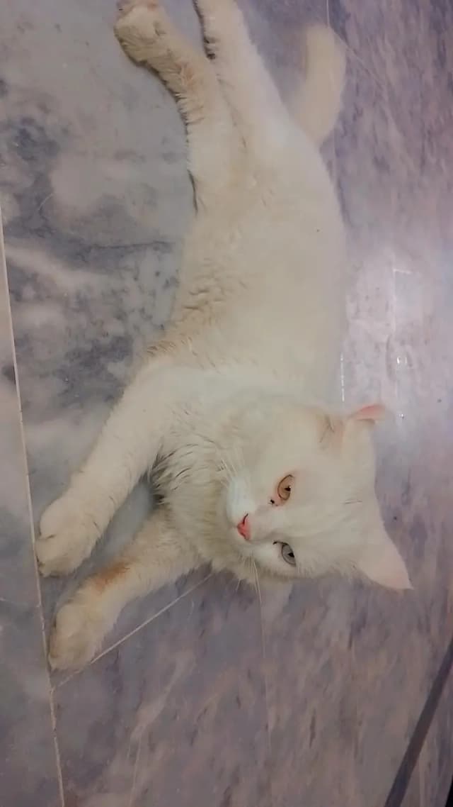 age 1.5 years male