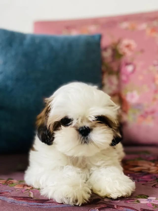 Shihtzu Female Puppy / Shihtzu Male Puppy/ Shihtzu Available