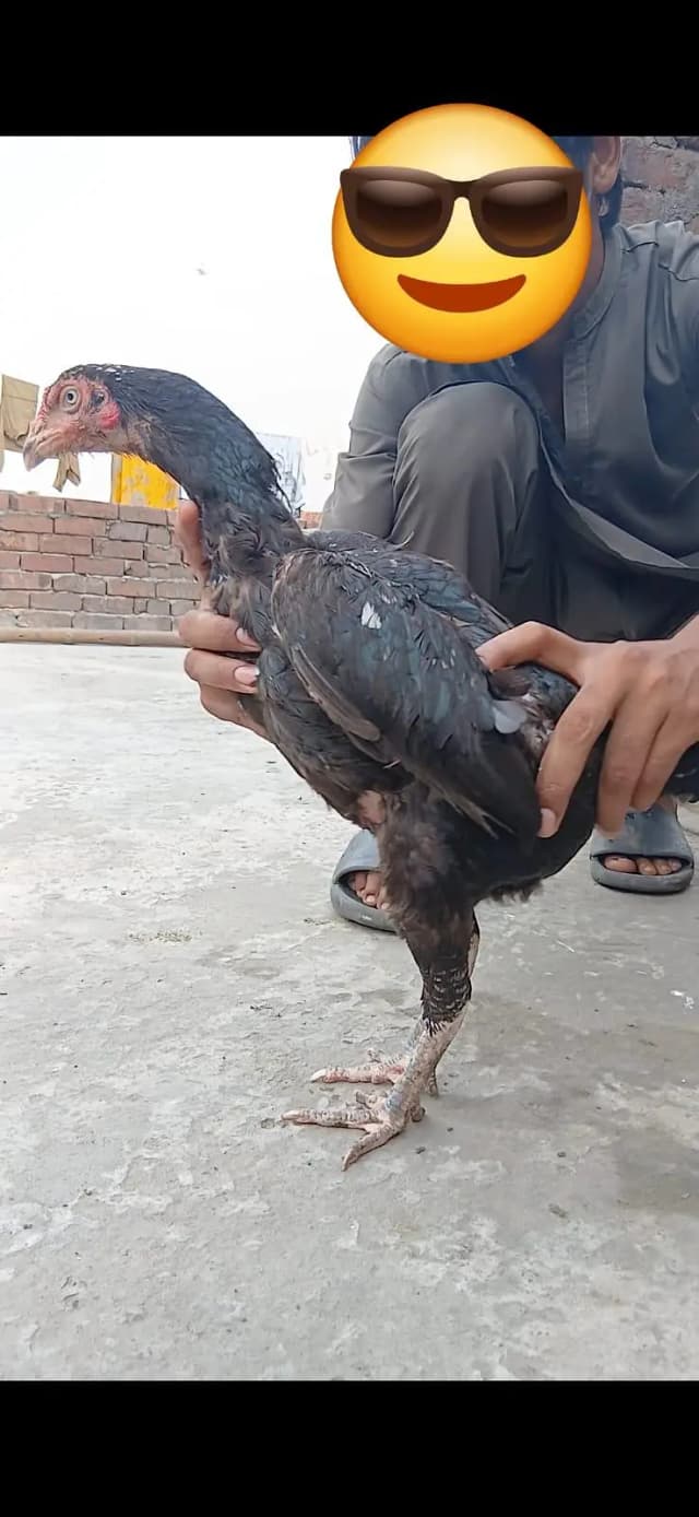 Aseel hen