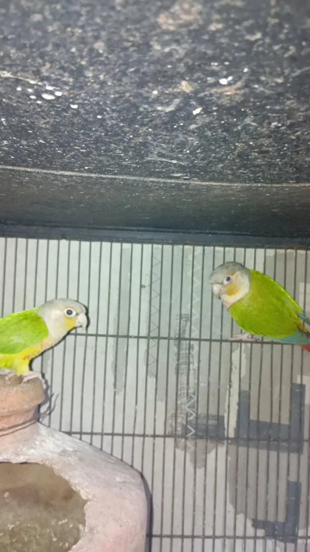 pinapple conure
