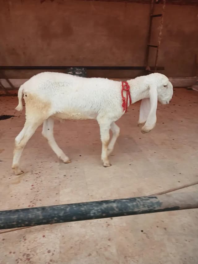 Pure larkana gulabi dumba