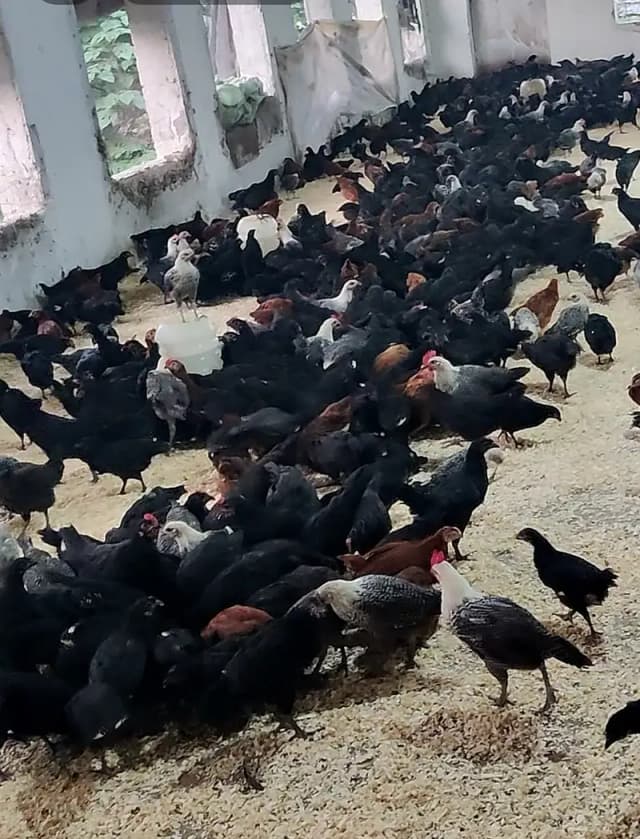 Australorp Chicks| fancy Chicks|RIR_Fumi Chick| haritage |چوزے/Fayoum