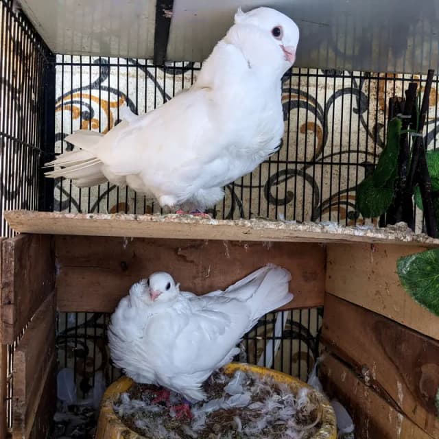 Owl Breeder Pair | White Pigeon | High Quality | Kabootar For sale