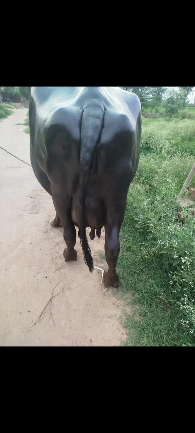 pregnant buffalo 2nd sowa