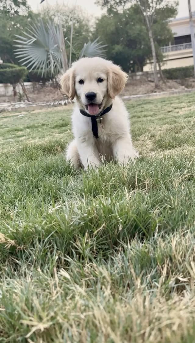 Golden Retriever Import lineage