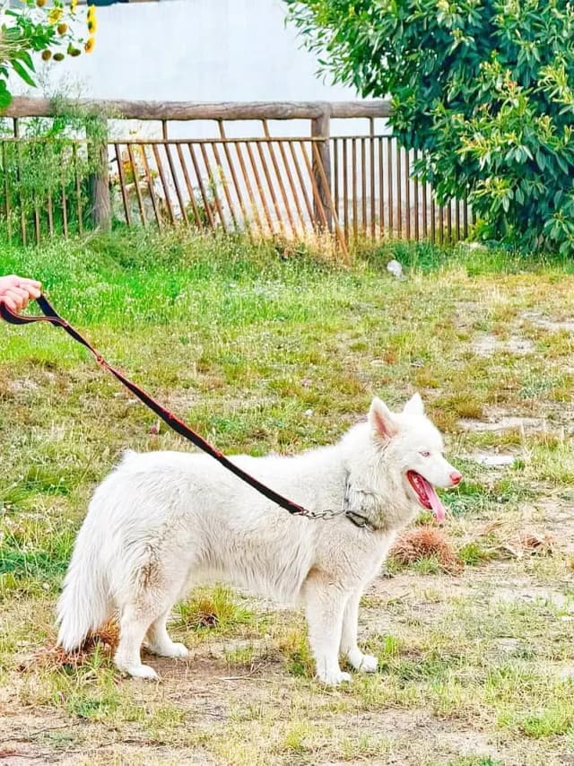 Husky | Siberian Husky | Wolly Coat White Husky For Sale