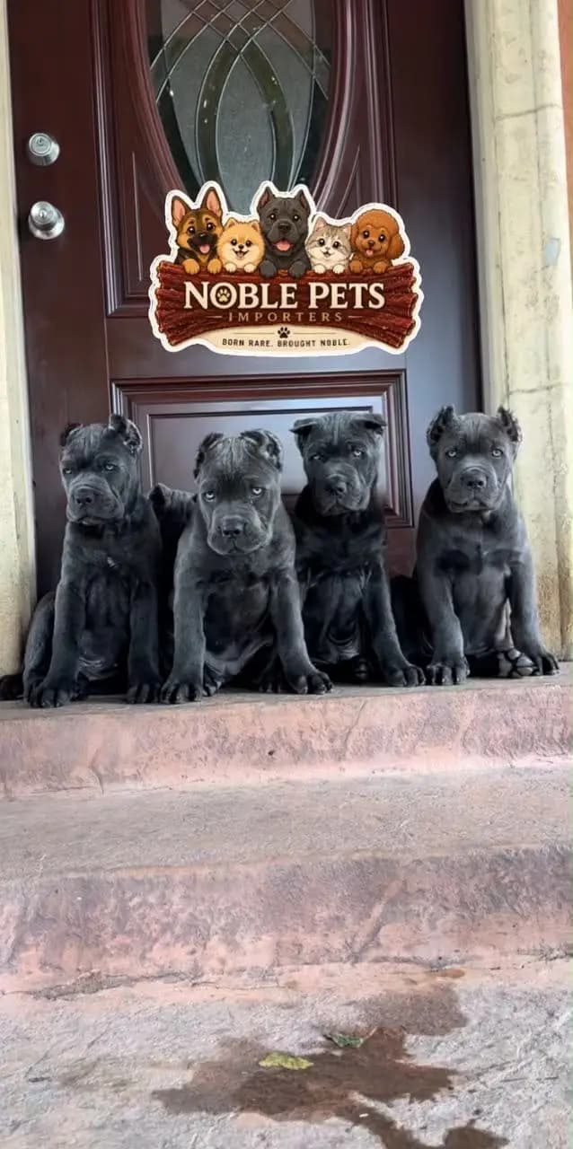 Cane Corso Puppies pedigreed available for import