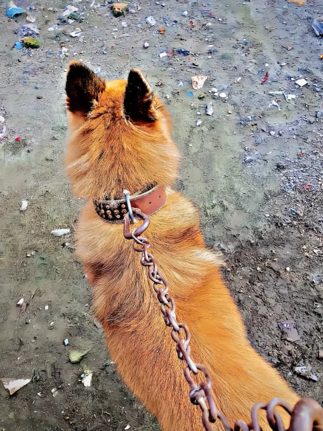 turverun shepherd