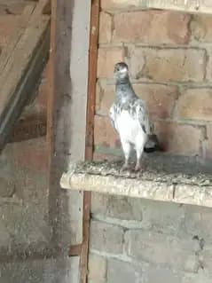 Super Fly Pigeons