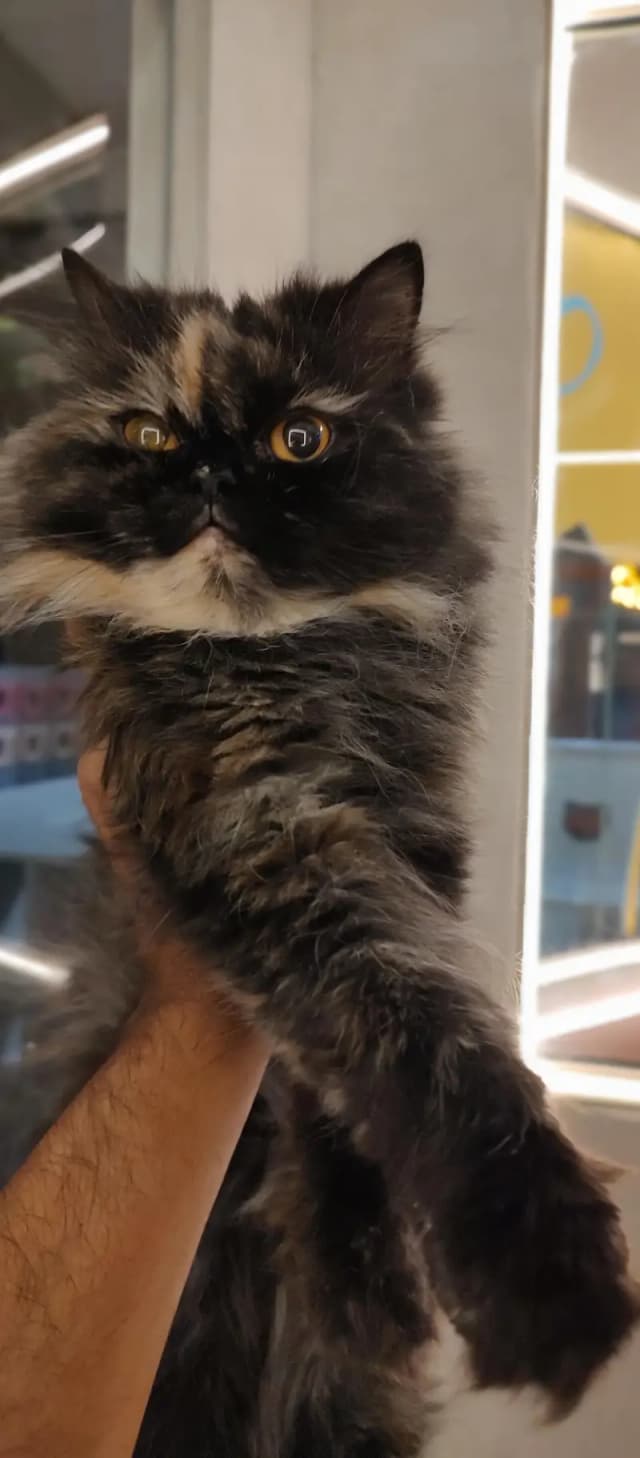 Persian Cats