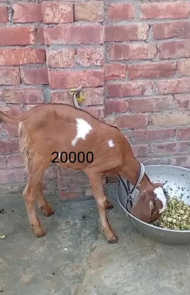 تین عدد بکریاں