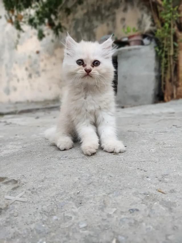Persian Cat