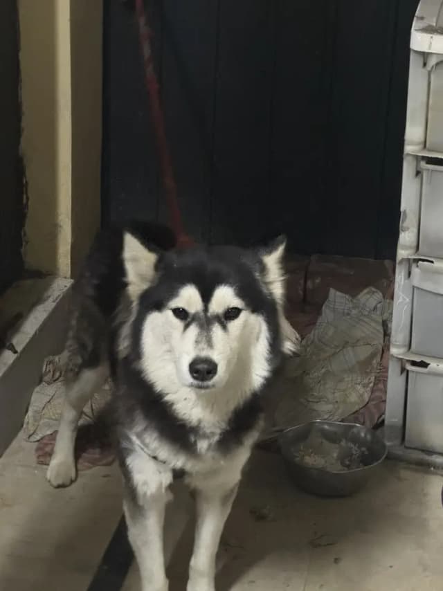Husky for sale 11 months
