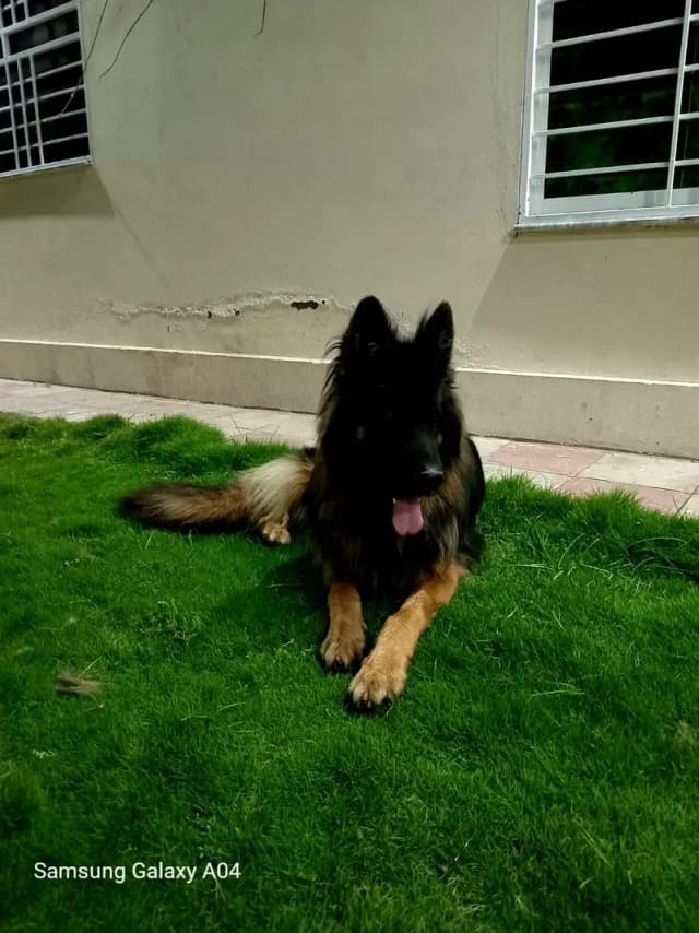 German shephard top quality