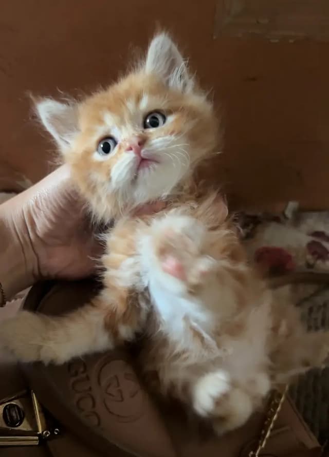 persian kitten /cute kitten | triple coated/ punch face_cute cat
