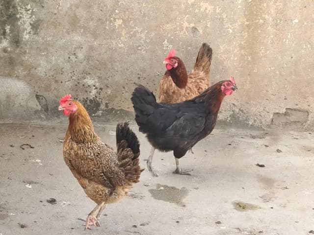 Egg laying chicken