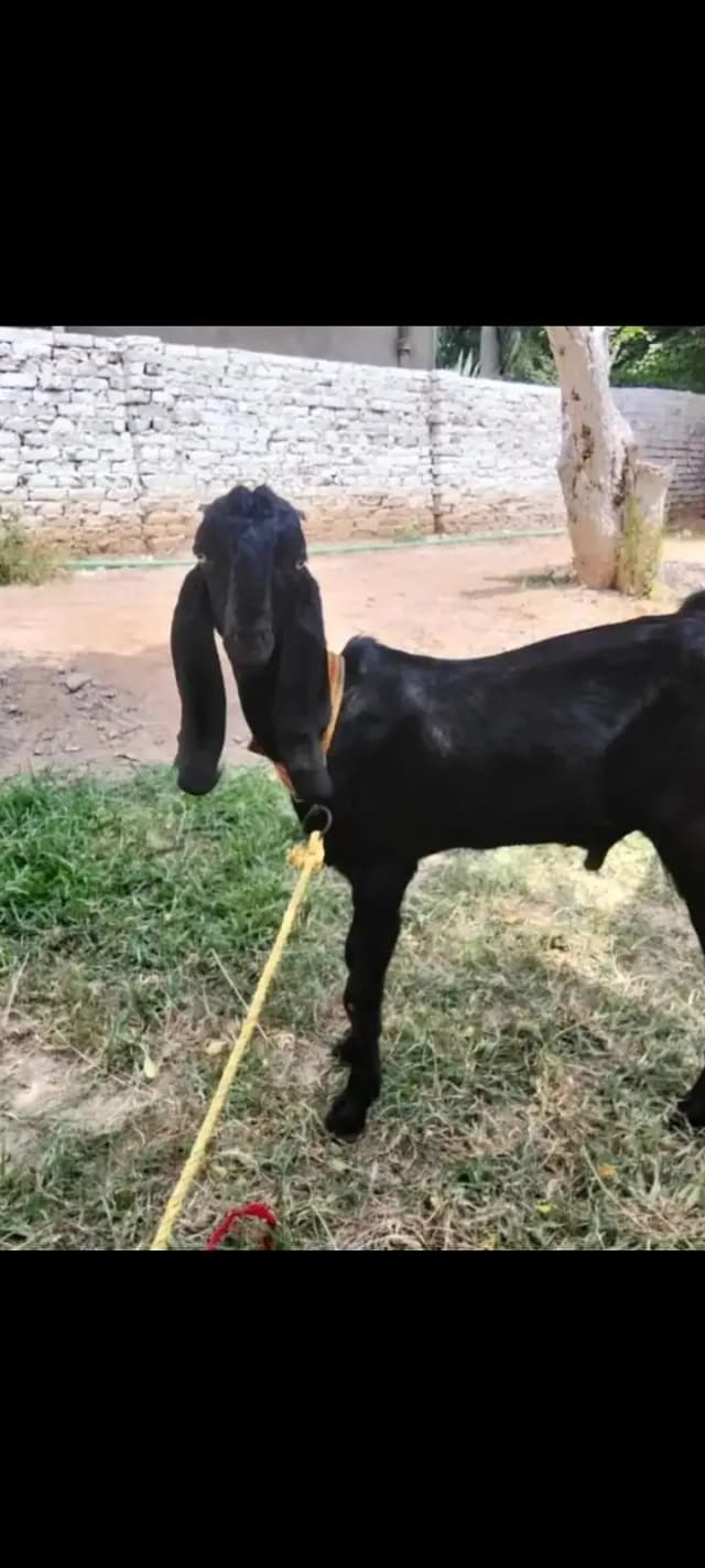 Amratsri| Bakra | Goat | sheep |Kajla  |Chatra