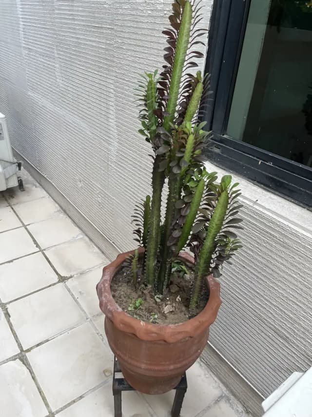 Fresh and beautiful plants