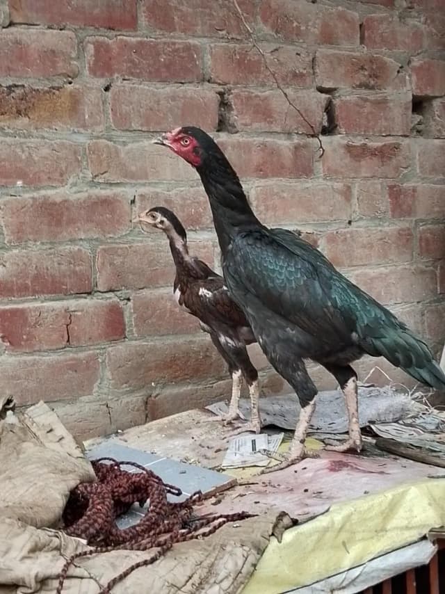 healthy aseel pure hen and lay egg
