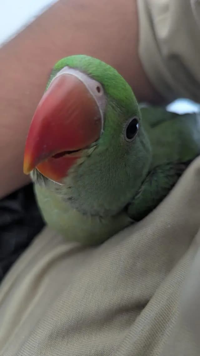 Hand tamed 0-Bite | Monks, Ringnecks, Sun Conures, Kashmiri Pahari Etc