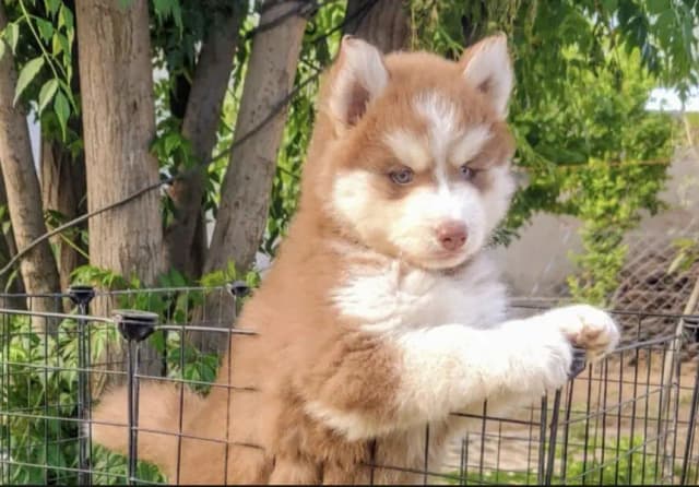Siberian husky puppies 0330*540*six*1*1*5