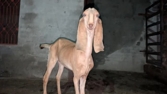 makhi chini