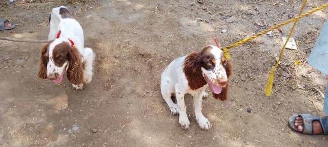 cocker spaniel puppies pair liver and white