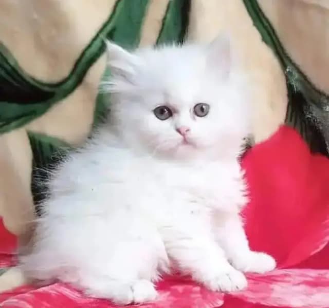 Persian cat for sale