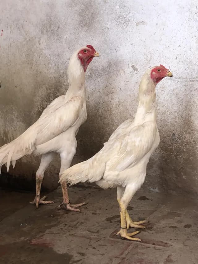 female 1 years  male 8 month Whatsapp number 03279765269