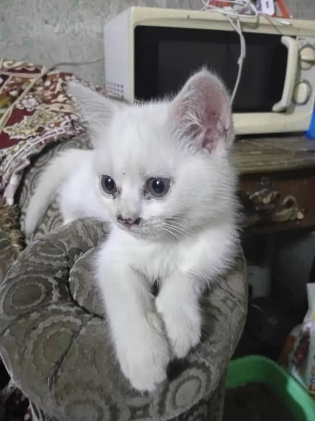 Persian cat 2.5 month almost 3 month
