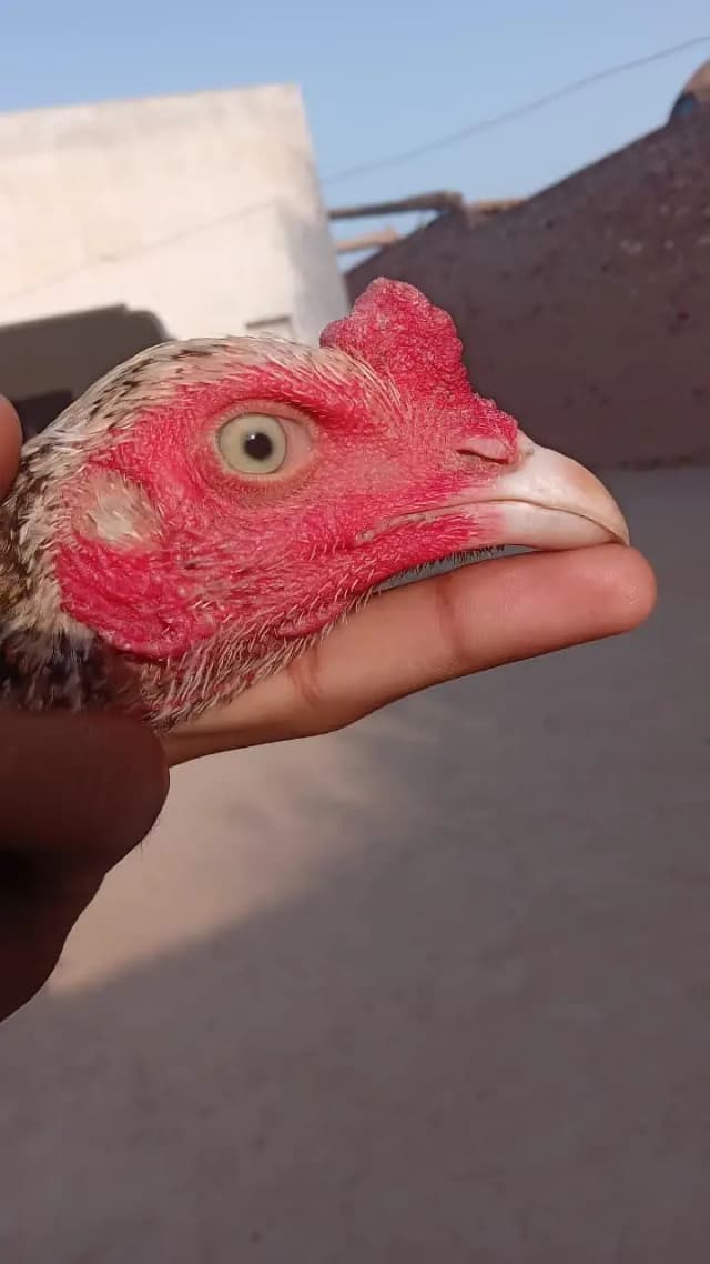 1 patha 2 pathi for sale