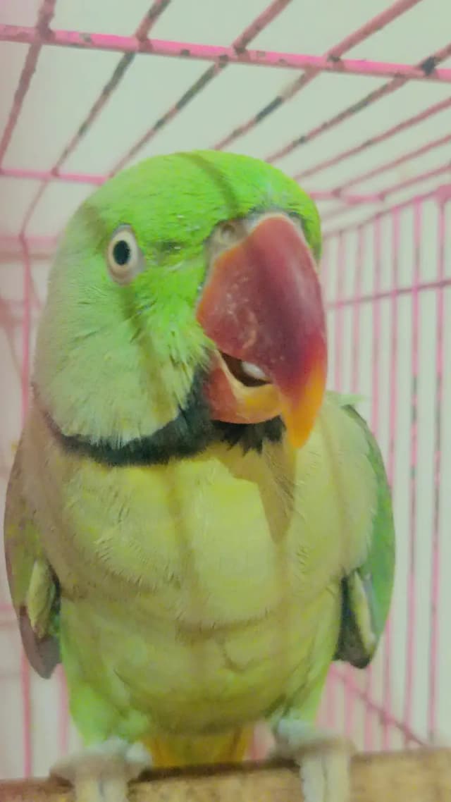 green parrot in lahore