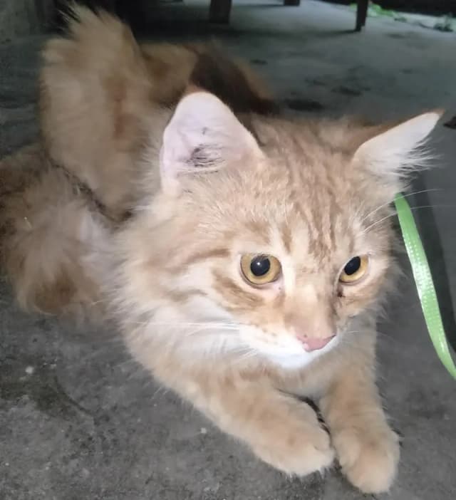 cat